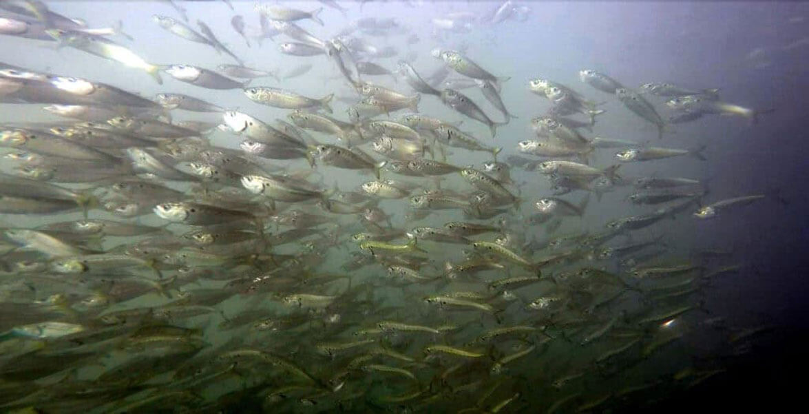menhaden_schooling-jerry-prezioso_noaa