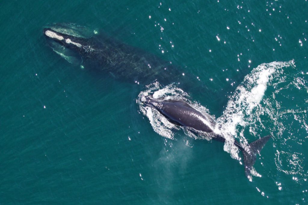 House Passes Bill Delaying New Right Whale Rules Until 2035