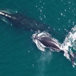 right-whale2-noaa-northeast-fisheries