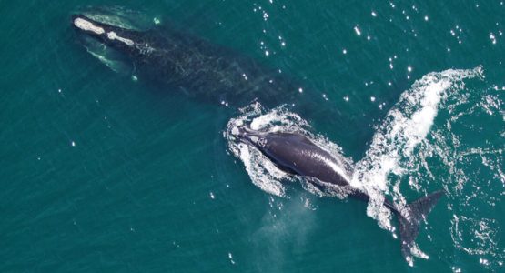right-whale2-noaa-northeast-fisheries