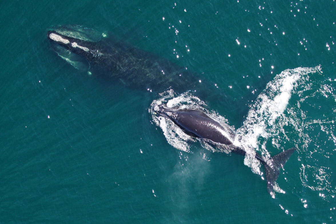 right-whale2-noaa-northeast-fisheries