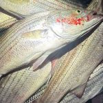 smugglers-beach-fish-heist-close-up-mep-photo crop
