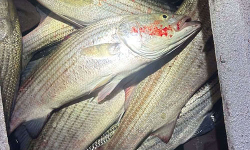 smugglers-beach-fish-heist-close-up-mep-photo crop