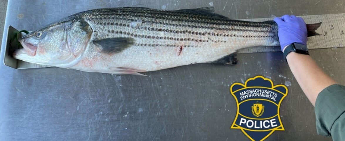 striper-illegal-catch-chatham-ma-environmental-police-1
