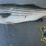 striper-illegal-catch-chatham-ma-environmental-police-1