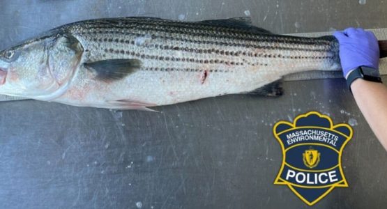 striper-illegal-catch-chatham-ma-environmental-police-1