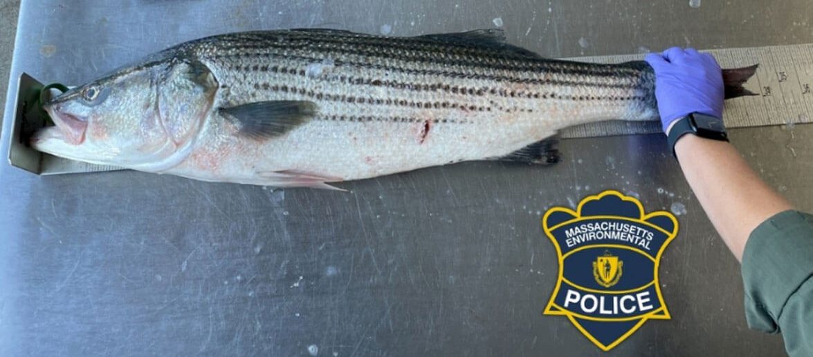 striper-illegal-catch-chatham-ma-environmental-police-1