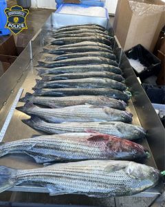 striper-illegal-catch-ma-environmental-police-2