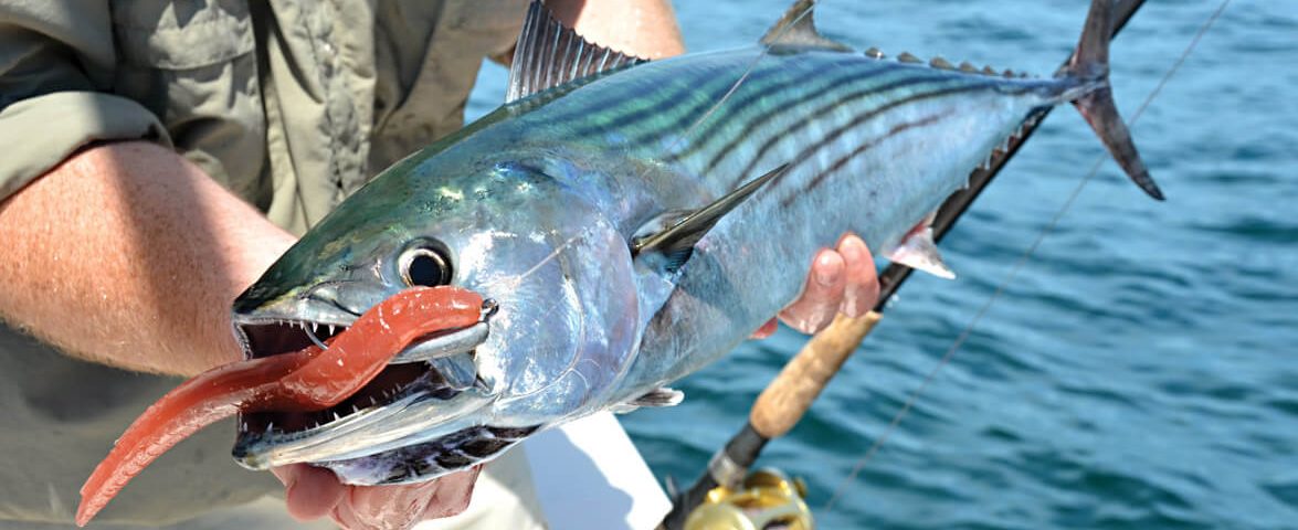 bonito-neb