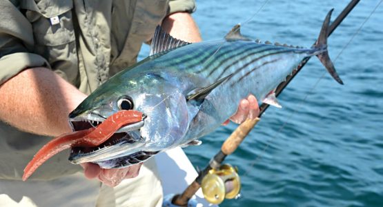bonito-neb