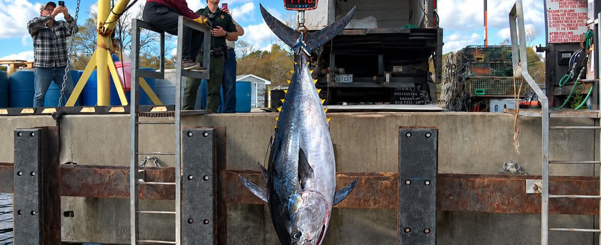 nh-record-bluefin-tuna-1116lbs-oct-26-composite-videoclips-aihelp