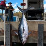 nh-record-bluefin-tuna-1116lbs-oct-26-composite-videoclips-aihelp