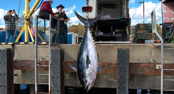 nh-record-bluefin-tuna-1116lbs-oct-26-composite-videoclips-aihelp