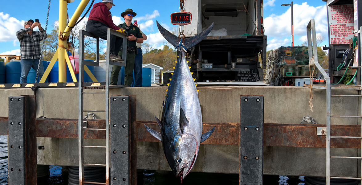 nh-record-bluefin-tuna-1116lbs-oct-26-composite-videoclips-aihelp