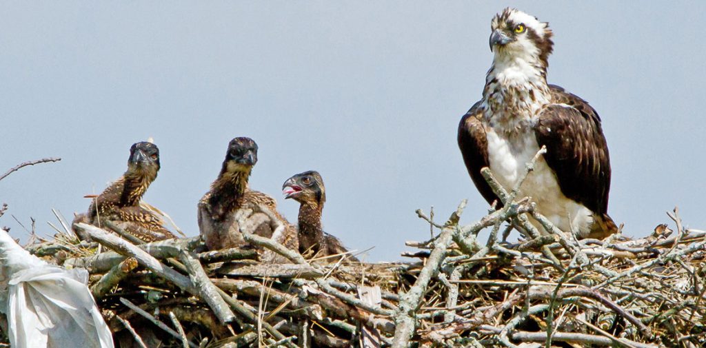 Menhaden Shortage Threatens New England Ospreys