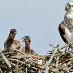 osprey-audubon-society-ri-butch-lombardi