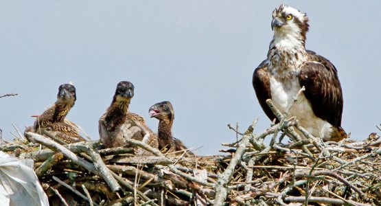 osprey-audubon-society-ri-butch-lombardi