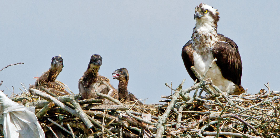 osprey-audubon-society-ri-butch-lombardi